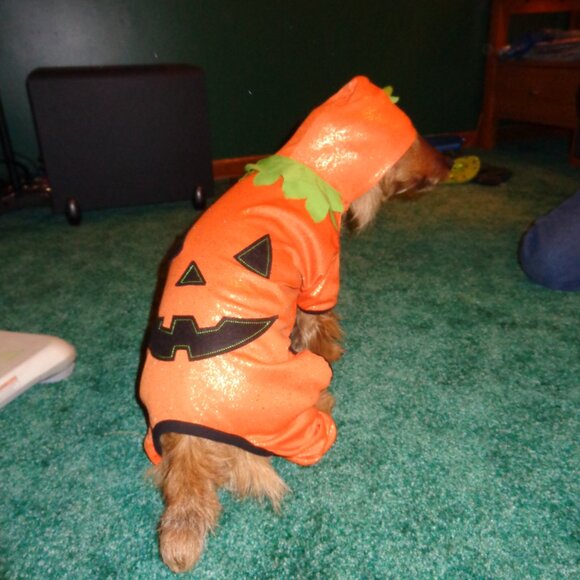 3 for $18 Martha Stewart Pumpkin Halloween Dog Costume Size Large - Picture 3 of 9